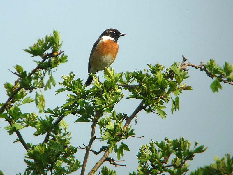 Man houdt omgeving vanaf struik in de gaten, af en toe zingend of alarmerend. Middelaar, 15 april 2009. - foto: Fred Hustings